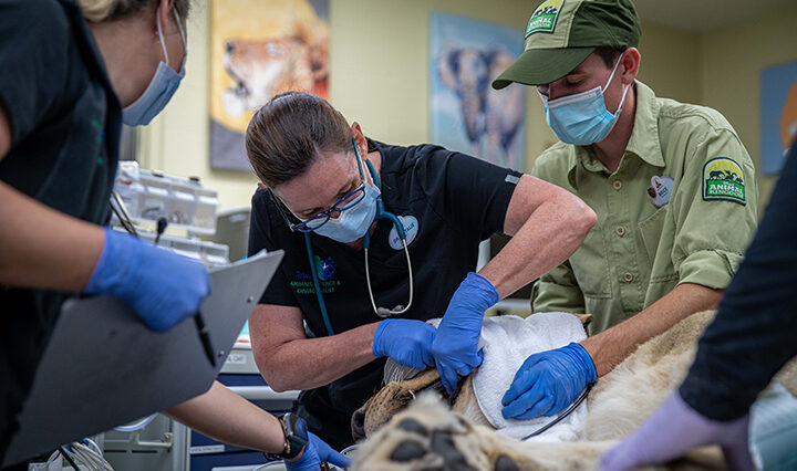 Photo of veterinarian Dr. Natalie Mylniczenko doing a wellness check on lioness Kinsey at Animal Kingdom at Disney.