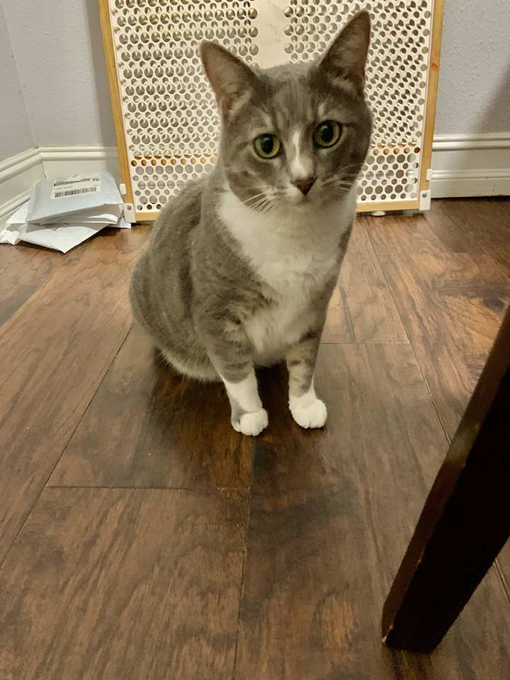 Silver sitting on the wood floor.