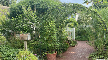 Green garden with a metal arch covered in vines and a rusted mailbox to the left.