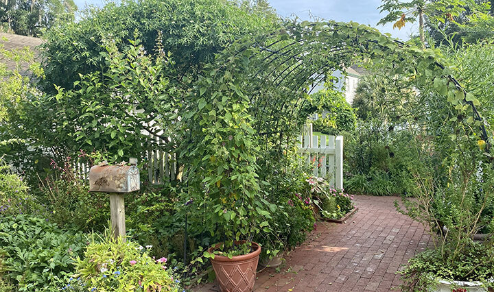 Green garden with a metal arch covered in vines and a rusted mailbox to the left.