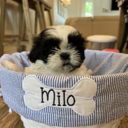 Milo