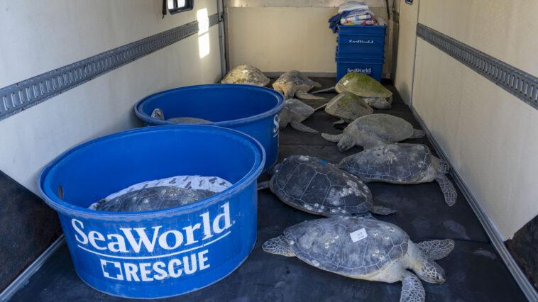 SeaWorld Orlando Rescues 16 Cold-Stunned Sea Turtles During Unusual Cold Snap