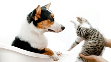 Pets