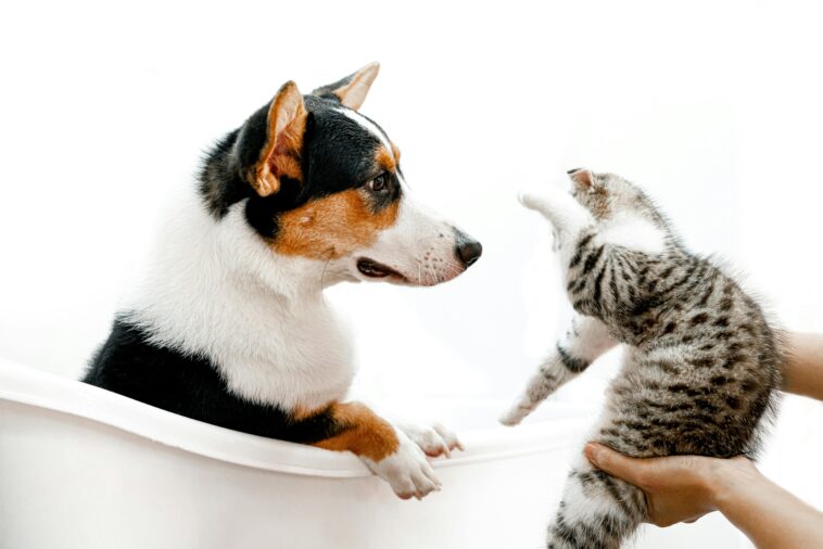 Pets