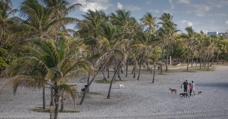 Group with Dogs Open Space Park North Beach Central Florida Lifestyle