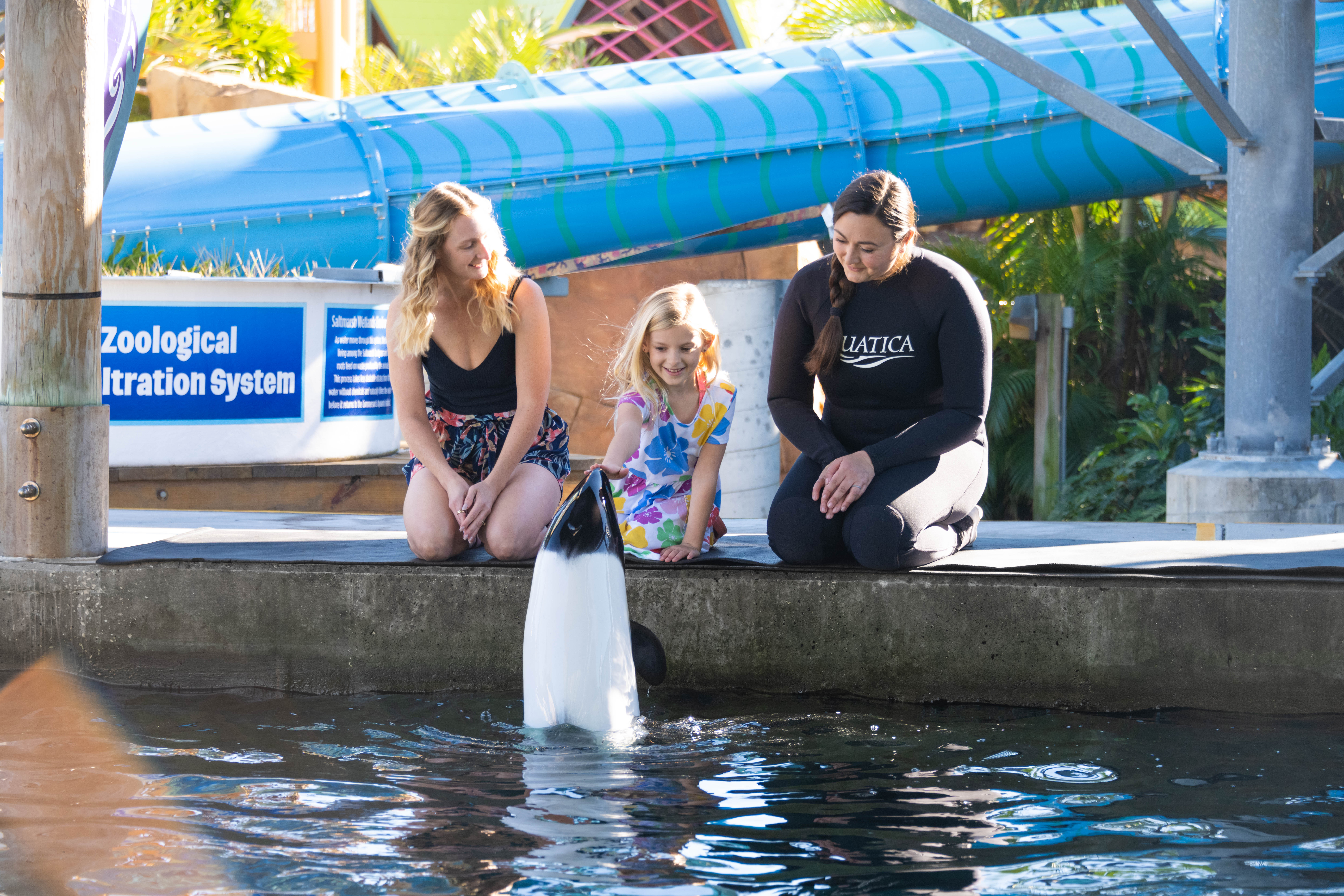 Aquatica Commersons Dolphins with Trainer Central Florida Lifestyle
