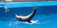 Dolphin Yoga  Morning Session feature   Central Florida Lifestyle