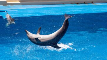 Dolphin Yoga  Morning Session feature   Central Florida Lifestyle