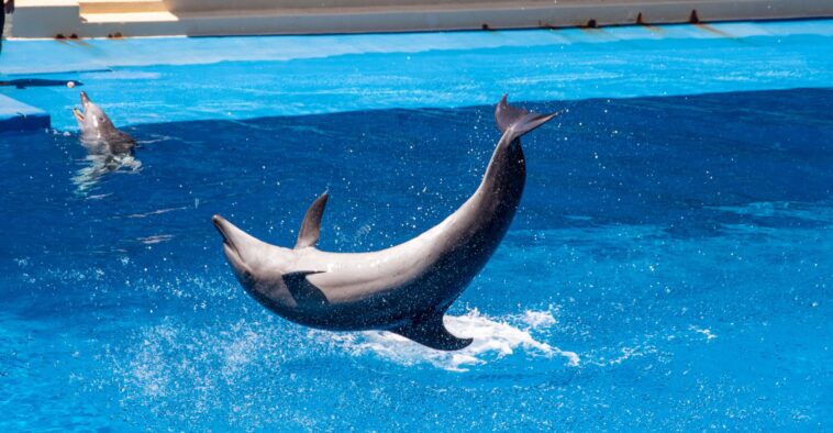 dolphinyogamorningsessionfeature Central Florida Lifestyle Dolphin Yoga Morning Session feature Central Florida Lifestyle