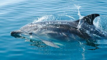 Echoes of the Ocean  Feeding Outside the Box The Extraordinary Feeding Behaviors of Wild Dolphins feature   Central Florida Lifestyle