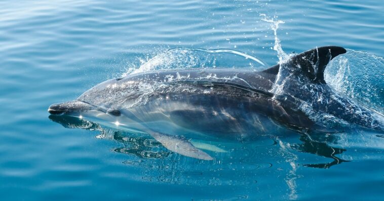 echoesoftheoceanfeedingoutsidetheboxtheextraordinarfeature Central Florida Lifestyle Echoes of the Ocean Feeding Outside the Box The Extraordinary Feeding Behaviors of Wild Dolphins feature Central Florida Lifestyle