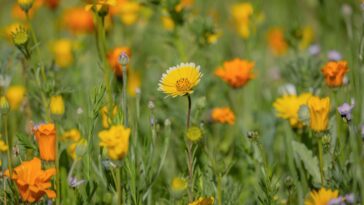 Fun with Florida Flowers feature   Central Florida Lifestyle