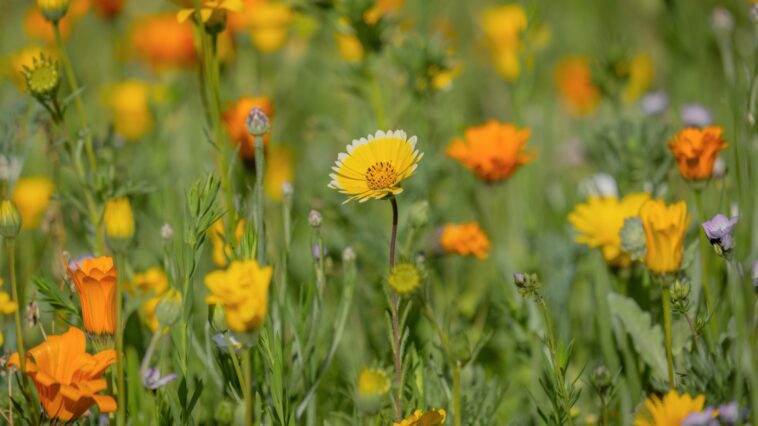 Fun with Florida Flowers feature - Central Florida Lifestyle
