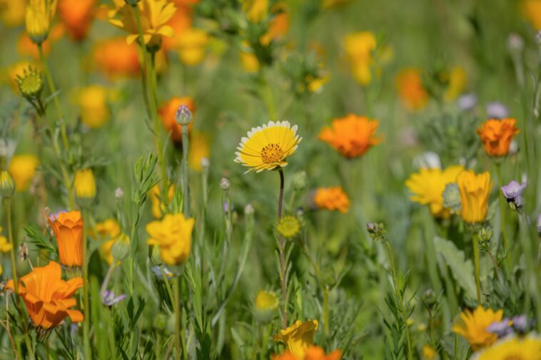 funwithfloridaflowersfeature Central Florida Lifestyle Fun with Florida Flowers feature Central Florida Lifestyle