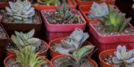 New River Garden Club Succulents feature   Central Florida Lifestyle