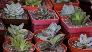 New River Garden Club Succulents feature   Central Florida Lifestyle