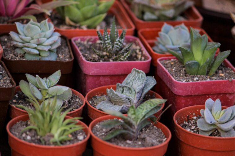 New River Garden Club Succulents feature   Central Florida Lifestyle